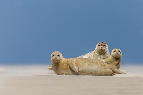 Three seal on a sand bank