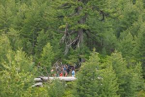 The mapping team is resting under a huge pine tree