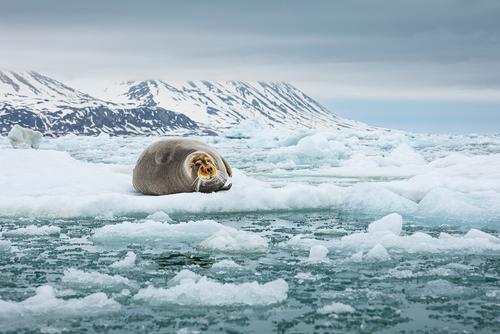 Bearded seal