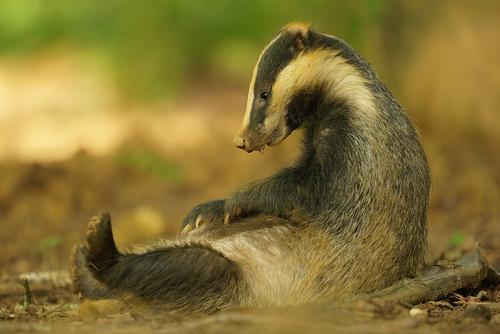 Grooming badger