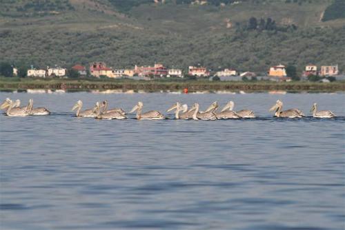 Junge Krauskopfpelikane schwimmen auf der Narta-Lagune