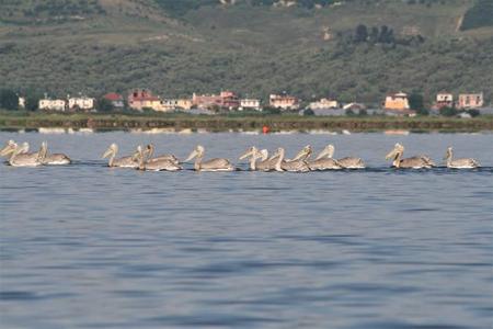 Young Dalmatian Pelicans swimming on the Narta-Lagoon