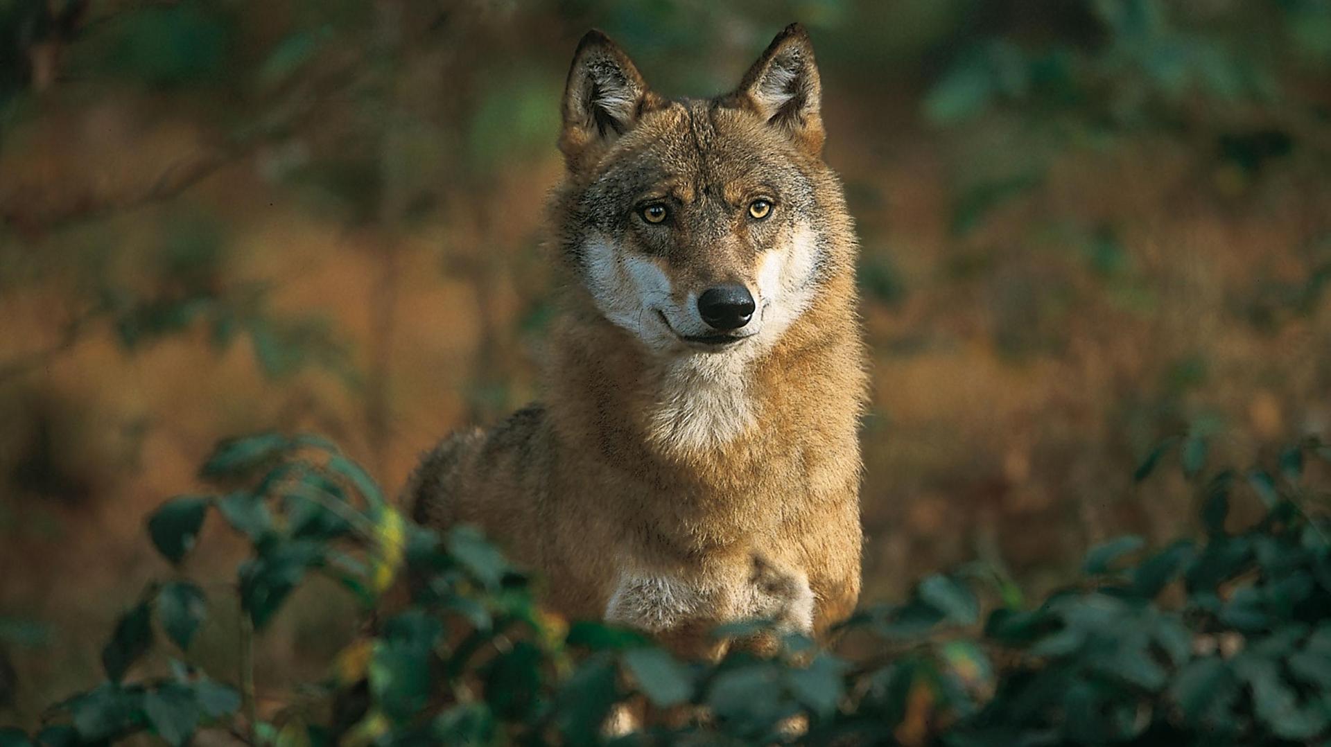 Ein Wolf schaut aus einem Gebüsch.