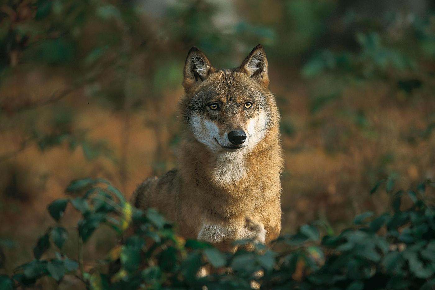 Wolf im Portrait