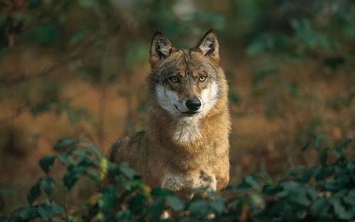 Wolf Portrait