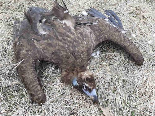 dead Cinereous vulture