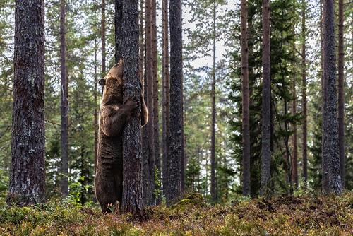 Bär an Baum Braunbär verteilt Duftmarken