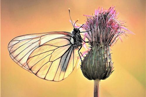 Cover Calendar Butterfly on Flower