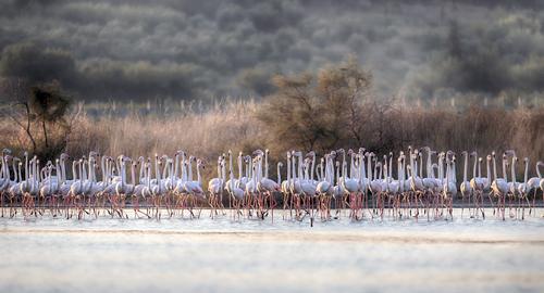 A flock of flamingos in Narta Lagoon