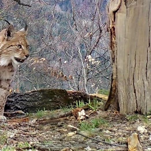 Fotofallenaufnahme von einem Balkanluchs