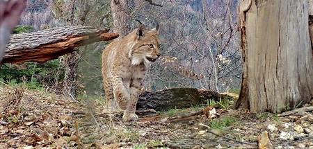 Camera trap image of a Balkan lynx