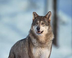 Wolf in the snow