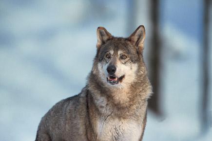 A Wolf in Winter