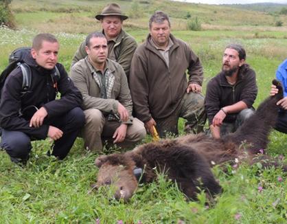 Scientists with a transmitted bear