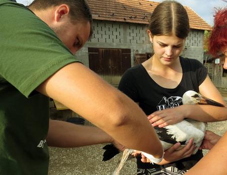 Ein Mädchen hält einen Storch, während ein Mann ihn beringt