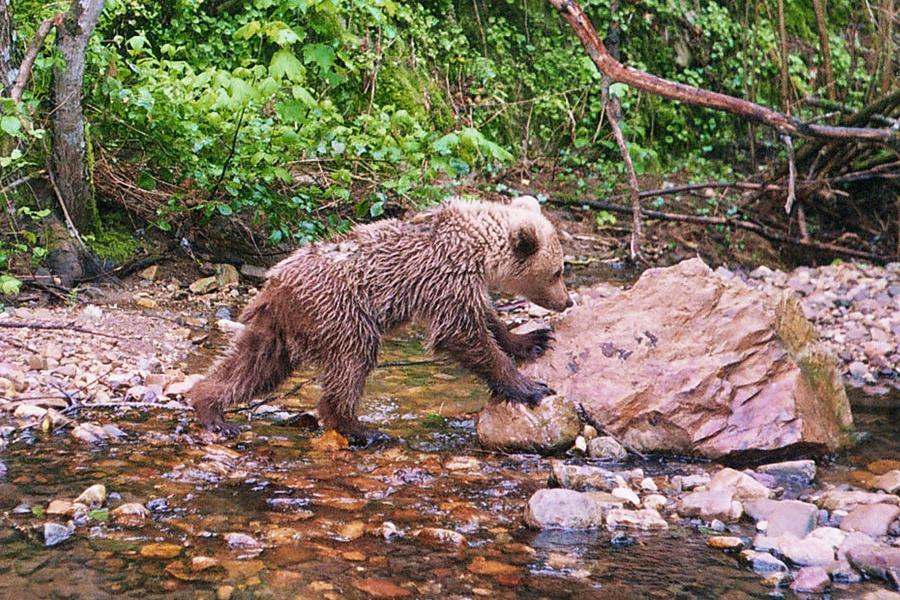 Young brown bear by the stream