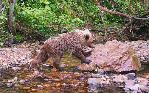 Brown bear cub by the stream