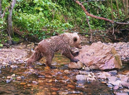 junger Braunbär am Bach