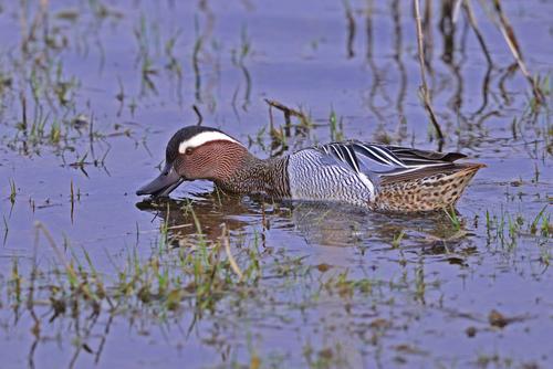 Male garganey grazes on water