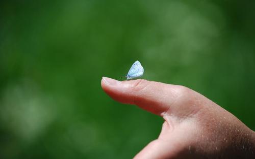 Buttterfly on a thumb