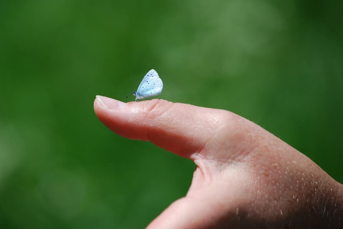 Schmetterling auf Hand