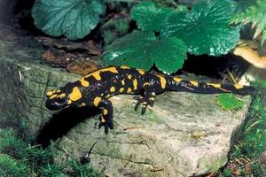 A fire salamander sits on a stone.