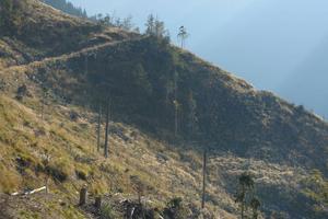 clear cut, consequences of deforestation in Romanian forests