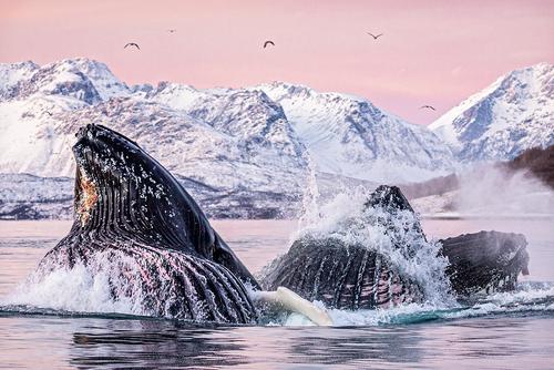 Wale im Nordmeer beim Fressen