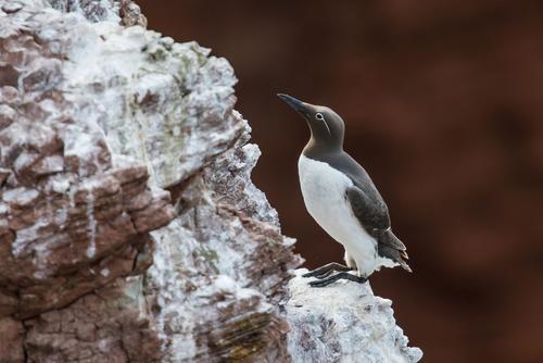 Alone on the Helgoland cliffs bridled guillemot