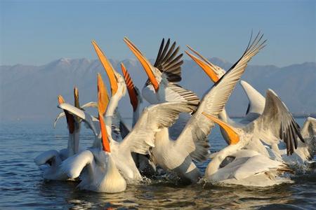 Mehrere Krauskopfpelikane auf dem Prespa-See