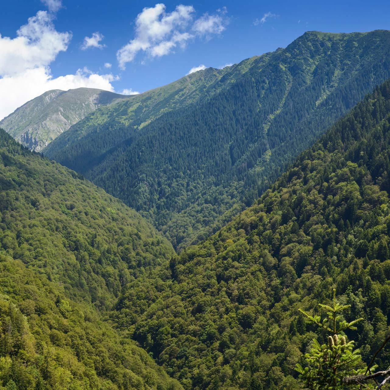 Das bewaldete Gebirgstal von Boia Mica in Rumänien.