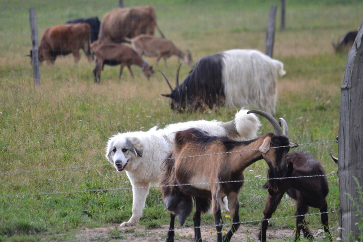 Hütehund auf Weide mit Ziegen