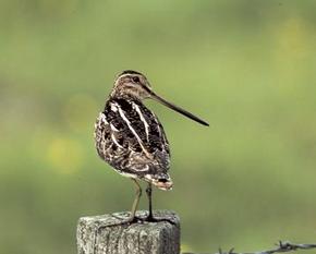 A common snipe on a fence post