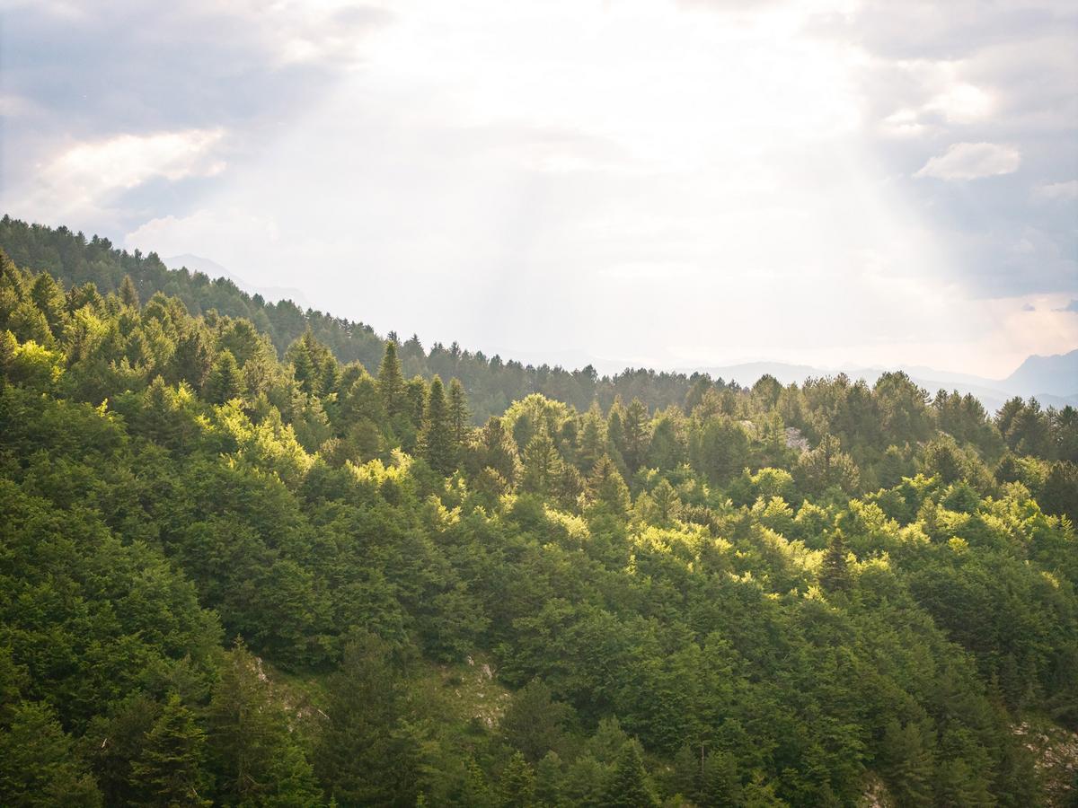 Mountain forest in Zeletin in sunlight