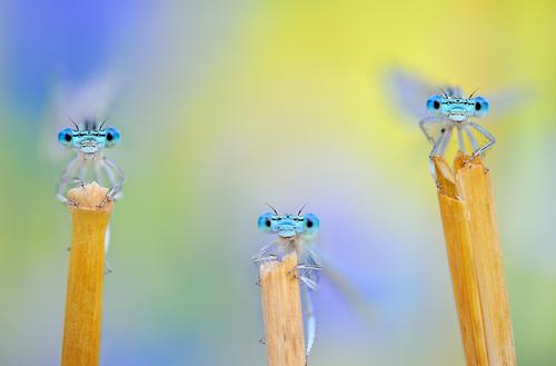 Three insects sitting on dry leaves of grass