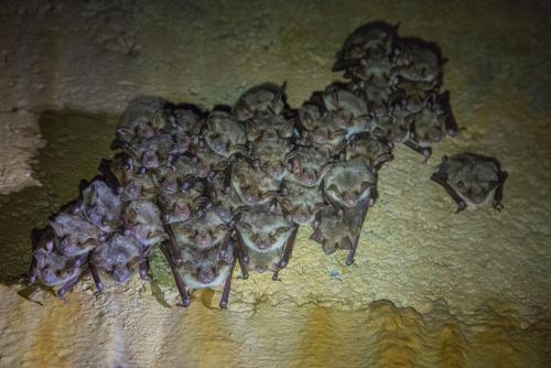 Cluster of greater mouse-eared bats Bats at hibertination