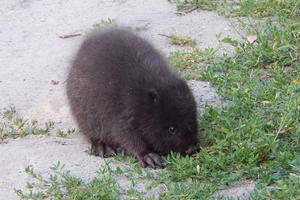 young beaver looking for food