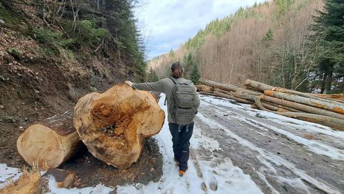 Felled beech trunks in Romania