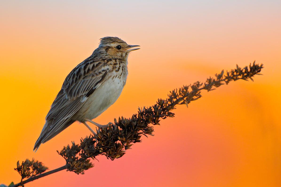 Wood lark is singing at sunrise