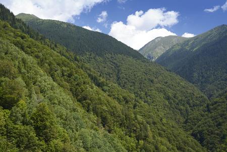 Primeval forest in the Carpathian Mountains in Romania