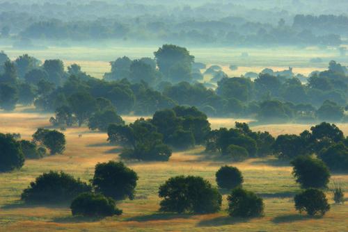 Morgenstimmung in naturbelassender Landschaft