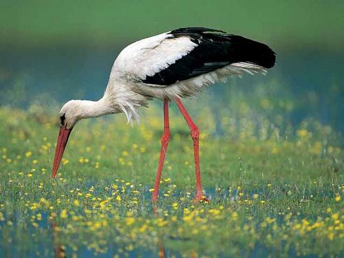 Storch in einer blühenden Wiese