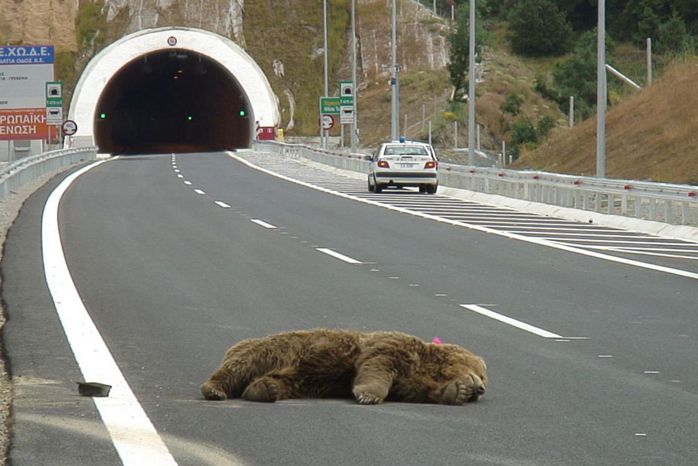 roadkill bear in Greece