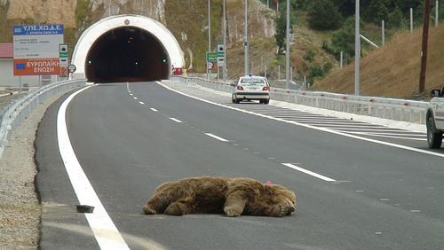 dead brown bear on a street