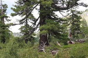 Old pine trees in the mountains