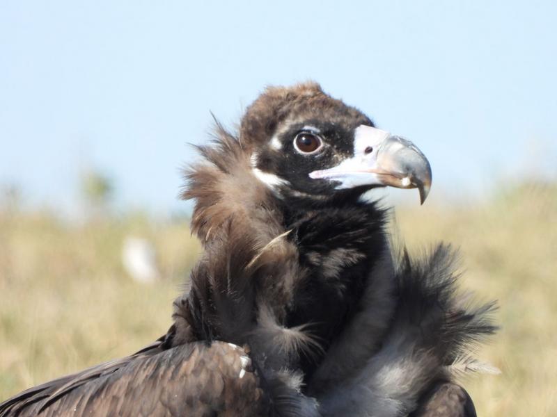 Portrait of a Cinereous Vulture