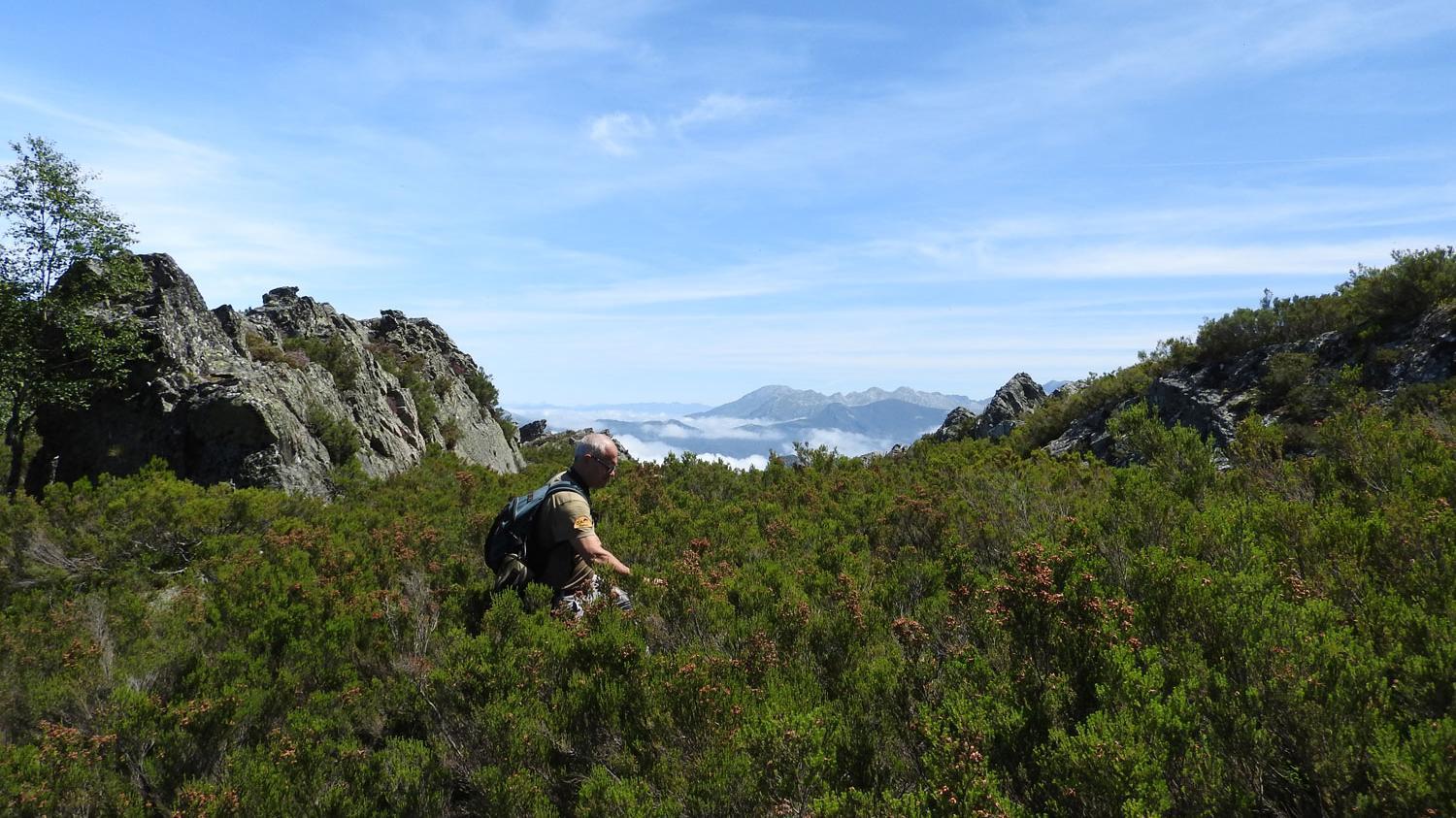 A man is walking through low scrub in the mountains