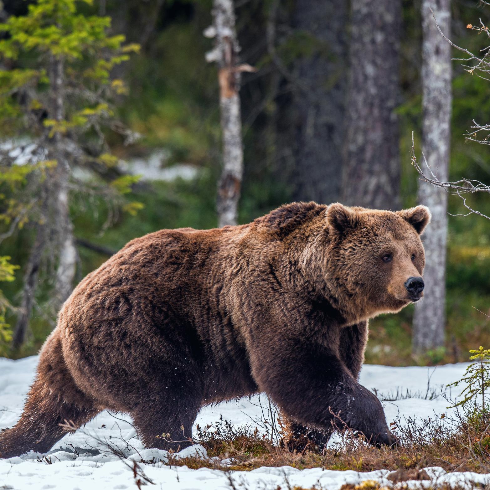 Bär im Winterwald