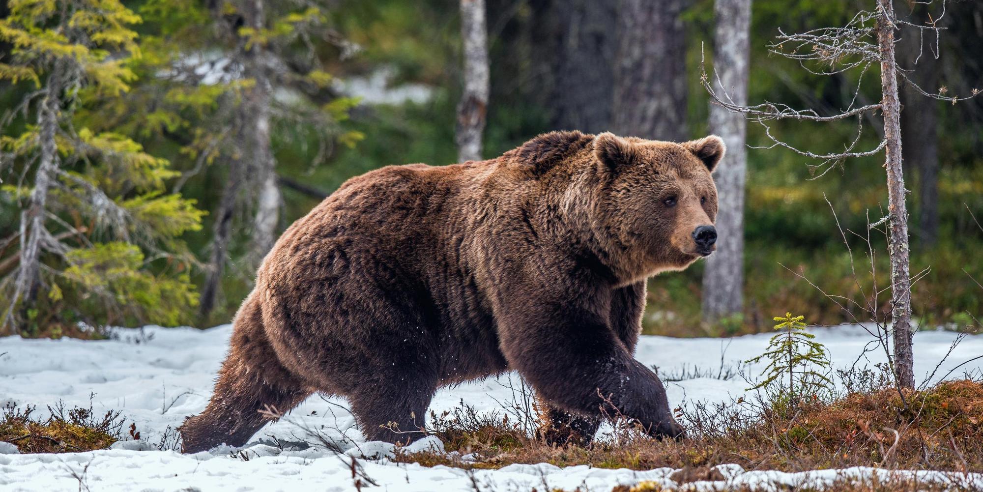 Bär im Winterwald