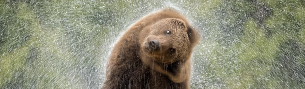 Ein Bär schüttelt sich, so dass das Wasser aus seinem nassen Pelz spritzt.
